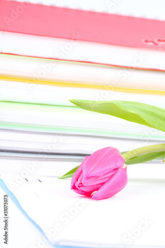 Fototapeta Naklejka Na Ścianę i Meble -  pink tulip lies on an open writing-book
