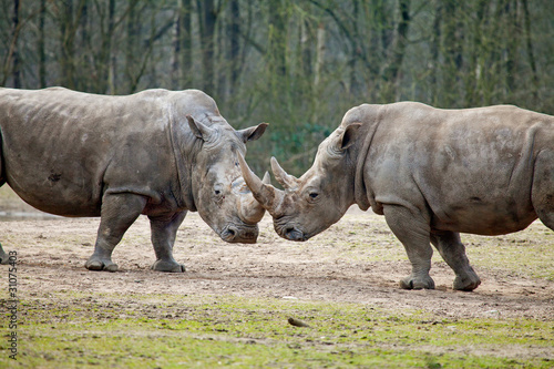 couple of rhinos fighting