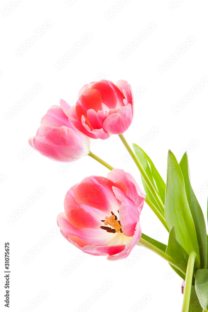 Pink Dutch tulips over white background Pink Dutch tulips over white background