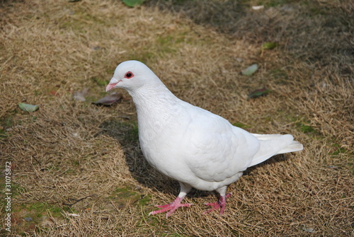 A white pigeon walking on grass land