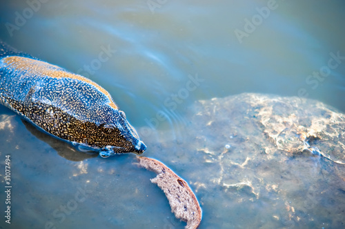 Turtle swimming . photo