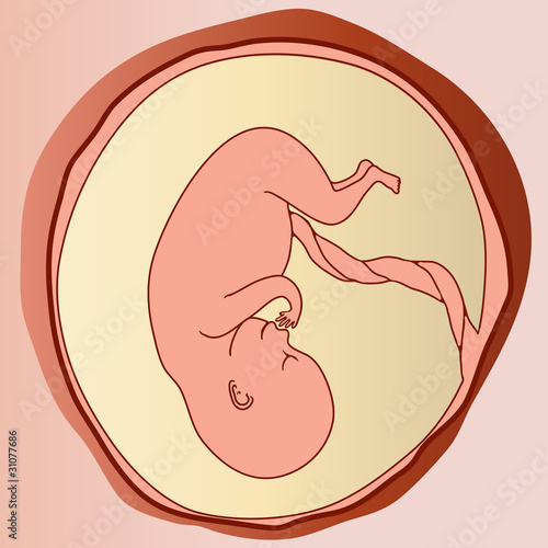 embryo fetus