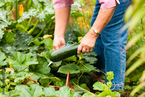 Fotografía Frau erntet Zucchini im Garten