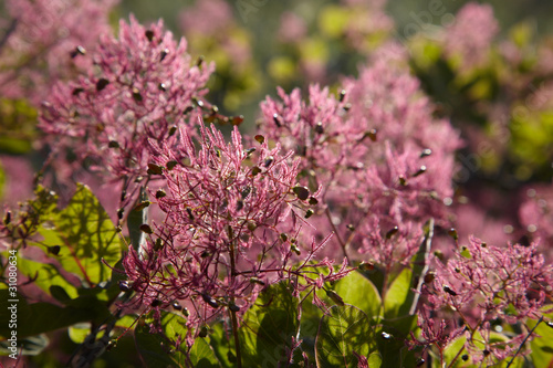 Flowers of Fustic bush photo