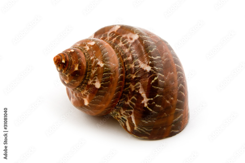 marine seashell macro