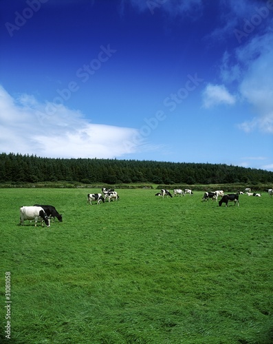 Holstein-FresianCattleNearCarrickOnSuir, Co Waterford, Ireland