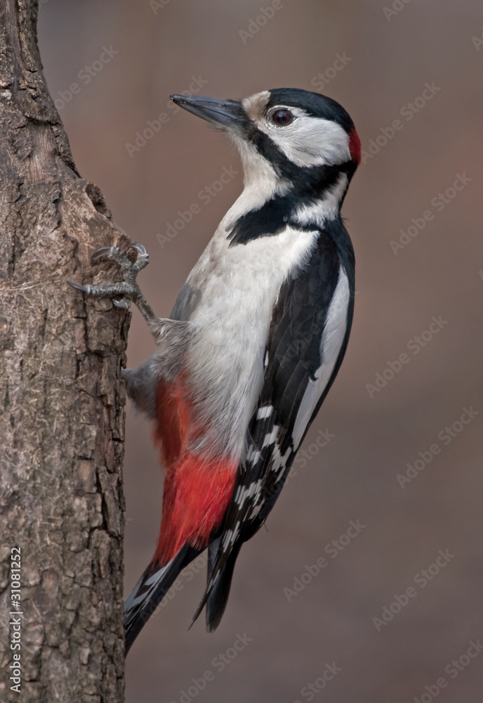 Woodpecker at work (Great Spotted Woodpecker) Woodpecker at work (Great Spotted Woodpecker)