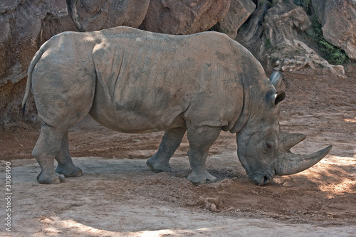 Rhino (Bioparc, Valencia, Spain)