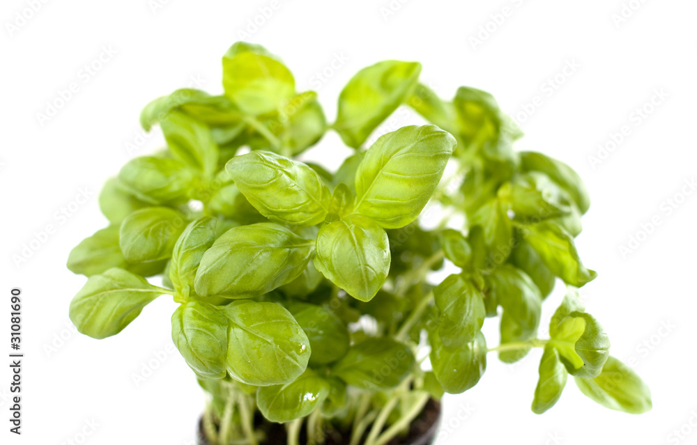 basilic basilic