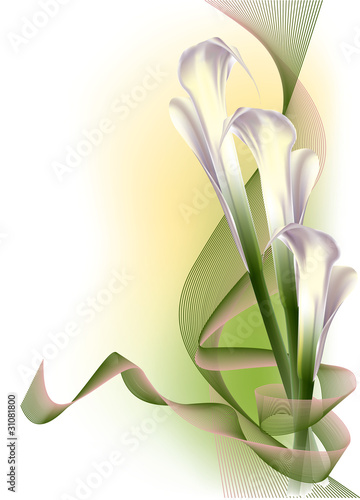 Beautiful white calla lilies