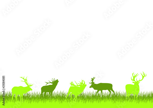 Hirsche auf Wiese