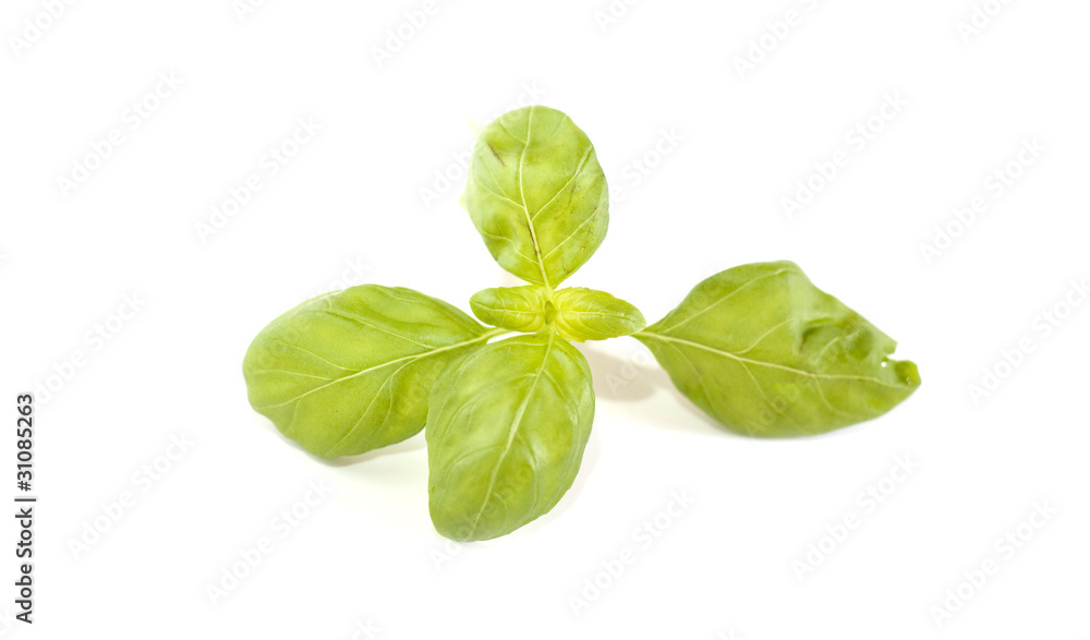 basilic basilic
