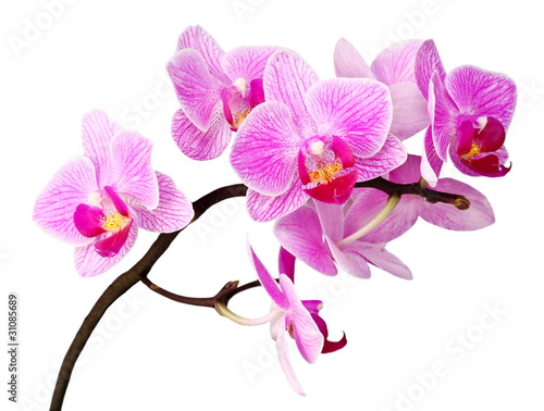 isolated orchid