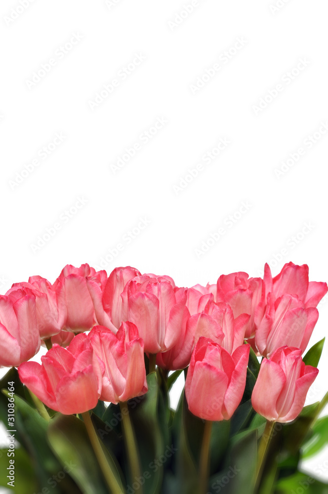 Fototapeta premium tulipany