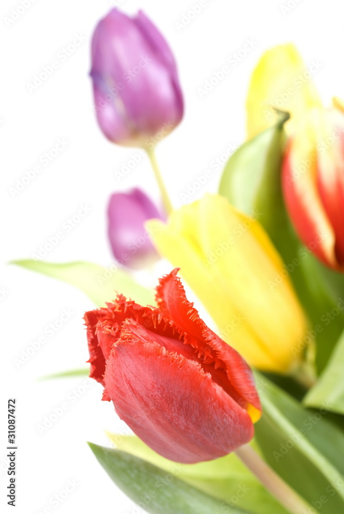 Naklejka premium Bouquet Easter tulips