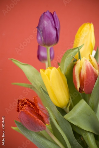 tulips