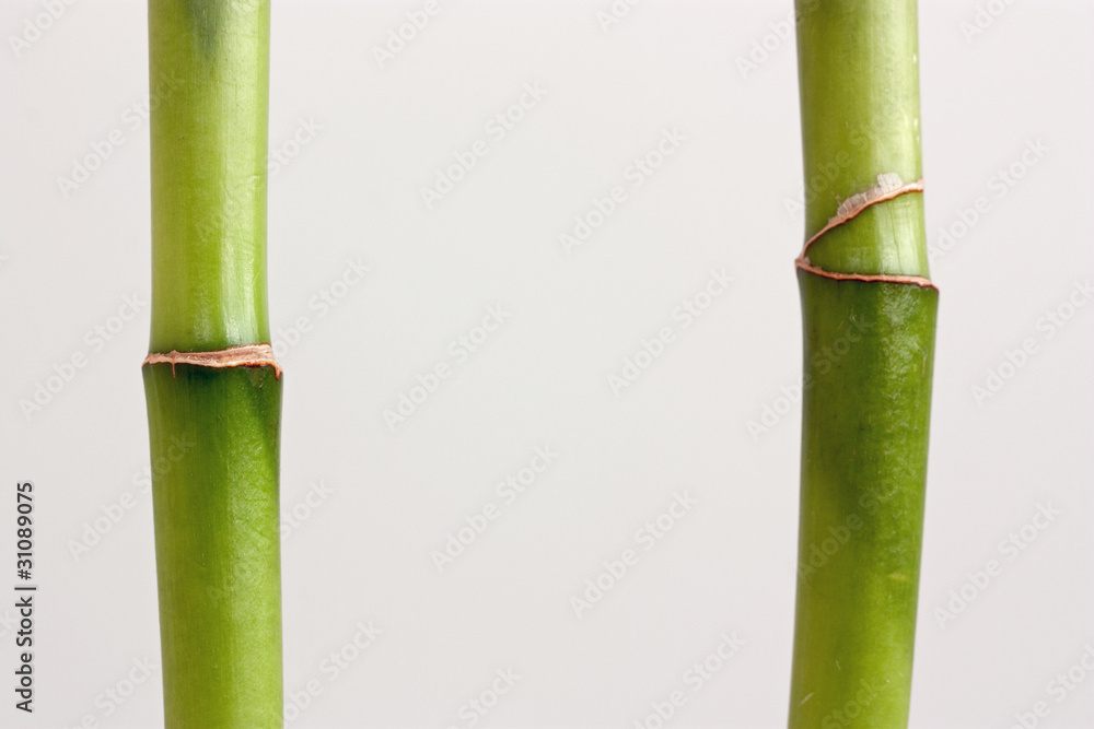 Obraz premium zwei stängel