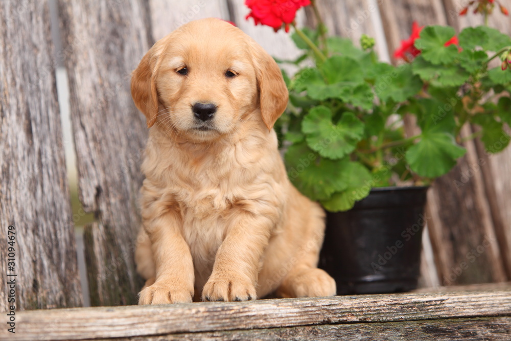 Young Golden Retriever Puppy on Garden Bench Stock Photo | Adobe Stock