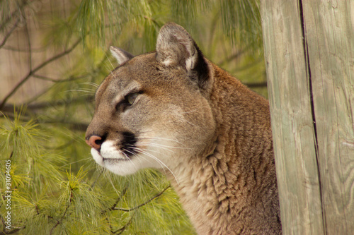 Couguar on its watch