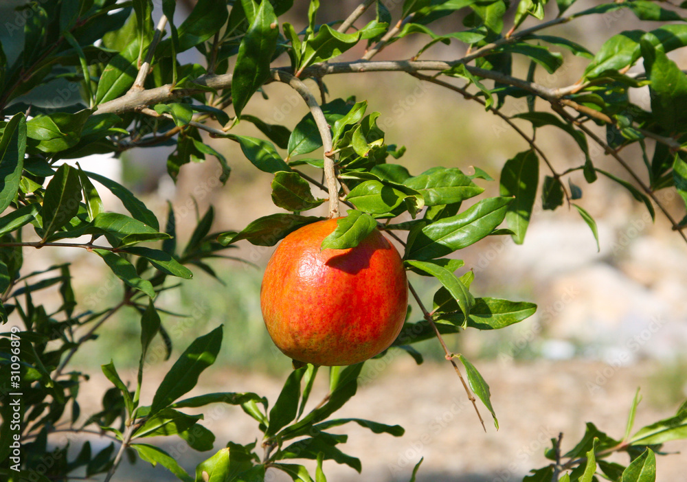 Fruit tree pomegranate
