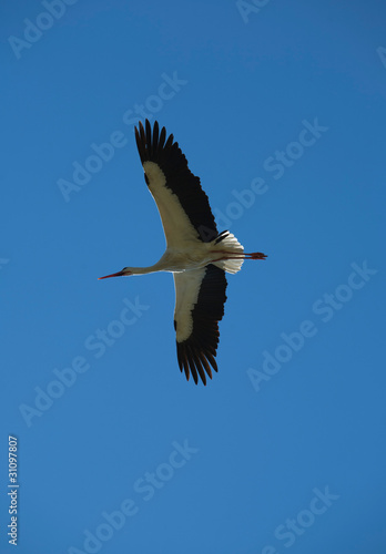 white stork flying