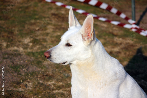 Agility Dog