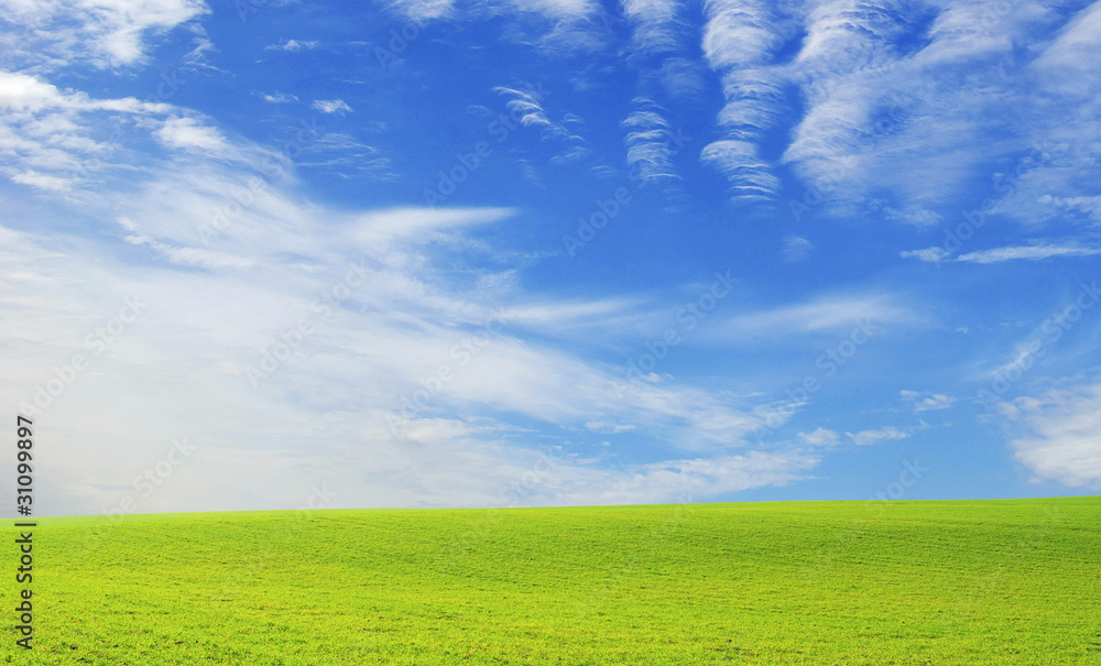 Fototapeta premium field