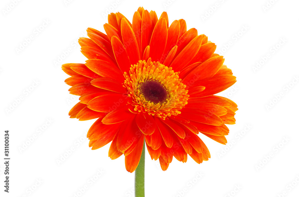 gerbera flower gerbera flower
