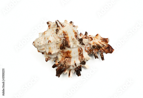 marine shell on a white background