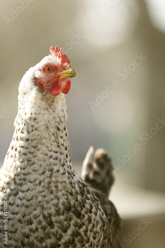 Close-up of chicken