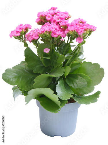 Kalanchoe flower