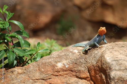 Agama © pracedoma81