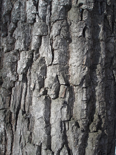 texture of a large tree