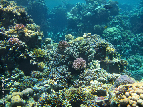 Group of coral fish in water.
