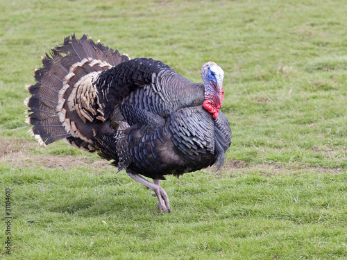free range turkey cock