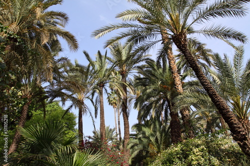 Jardine Majorelle in Marrakesh  Morocco  Africa