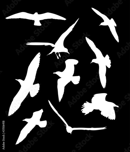 white gull silhouette collection