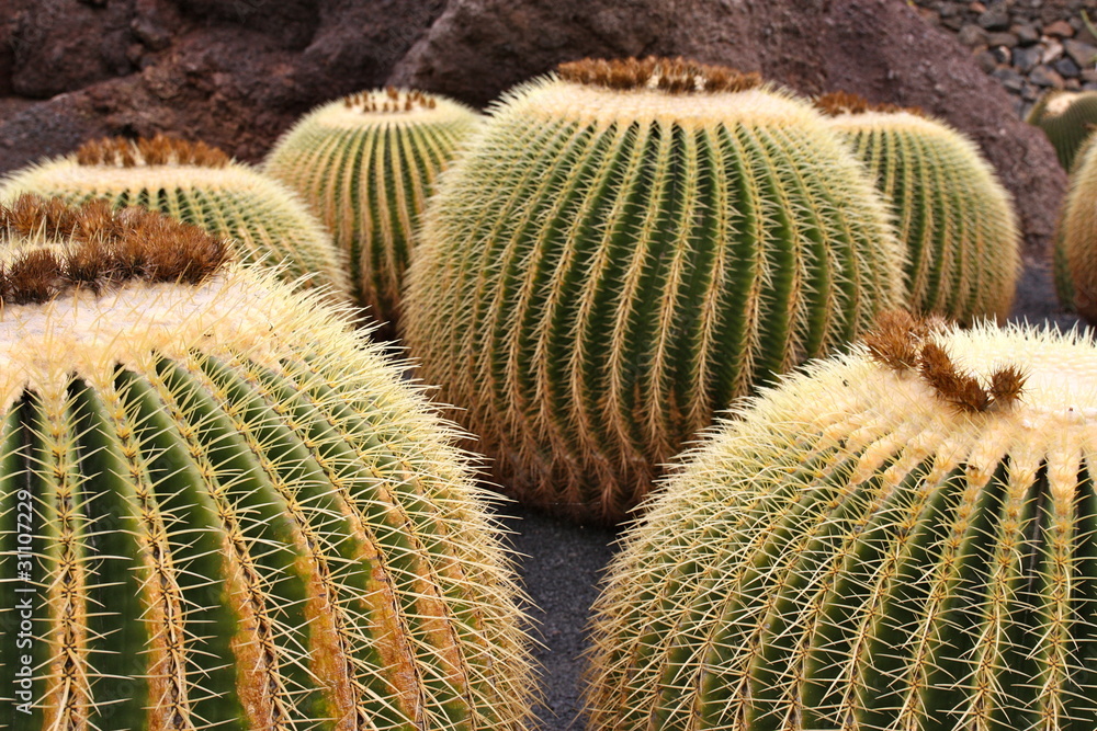 Kakteen auf Lanzarote Kakteen auf Lanzarote