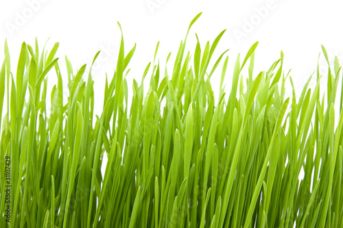 fresh spring green grass isolated on white background