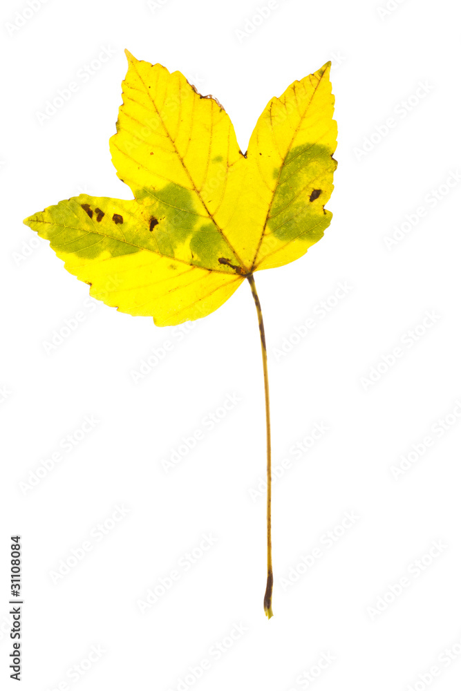 Obraz premium Autumn leaf