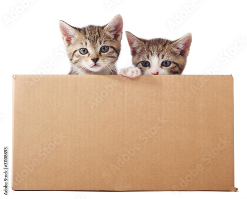 Fototapeta Two little tabby kittens in a cardboard box