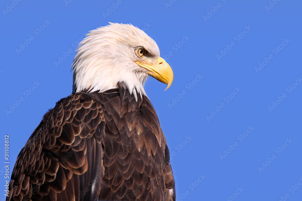 Obraz premium Famous American bald eagle against blue sky