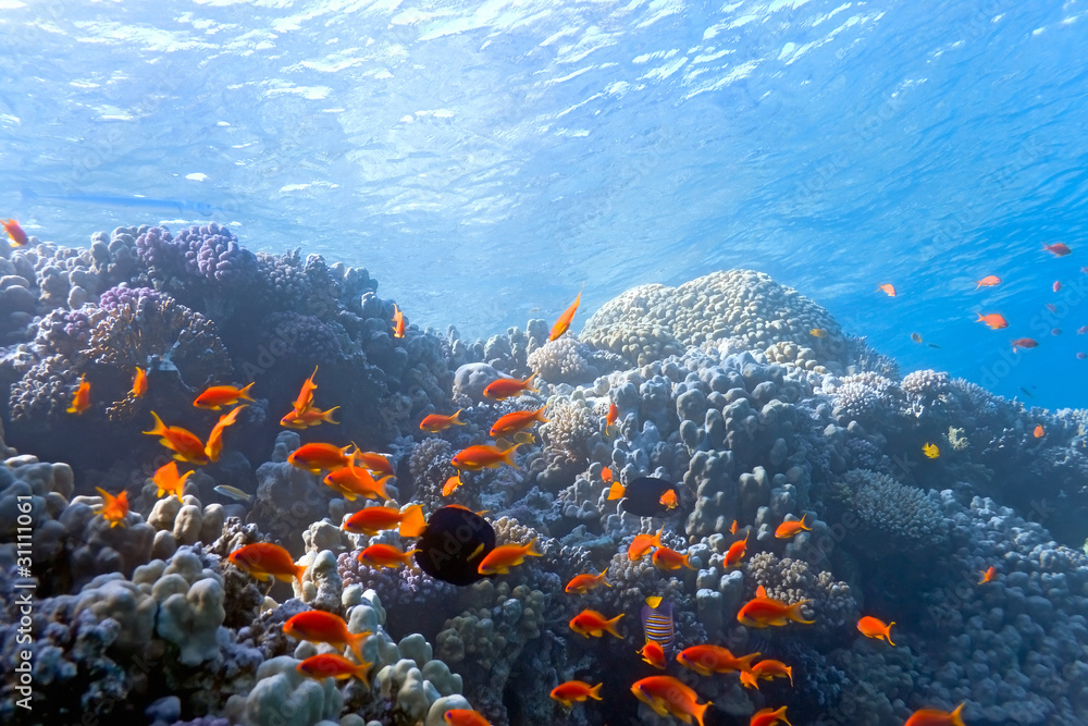 Shoal scalefin fish on the reef