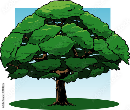 Oak tree