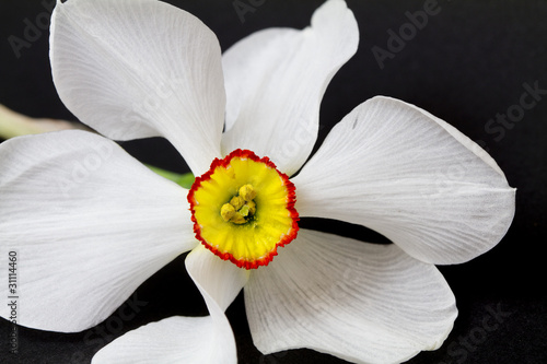 Fototapeta Naklejka Na Ścianę i Meble -  narcisse de poètes