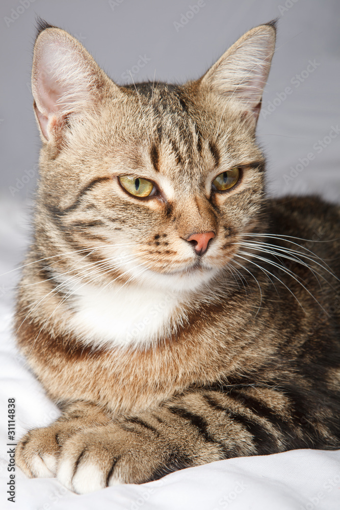 European cat in front on a gray background