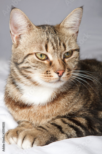 Fototapeta Naklejka Na Ścianę i Meble -  European cat in front on a gray background