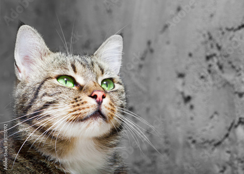 beautiful European cat in front on a gray background