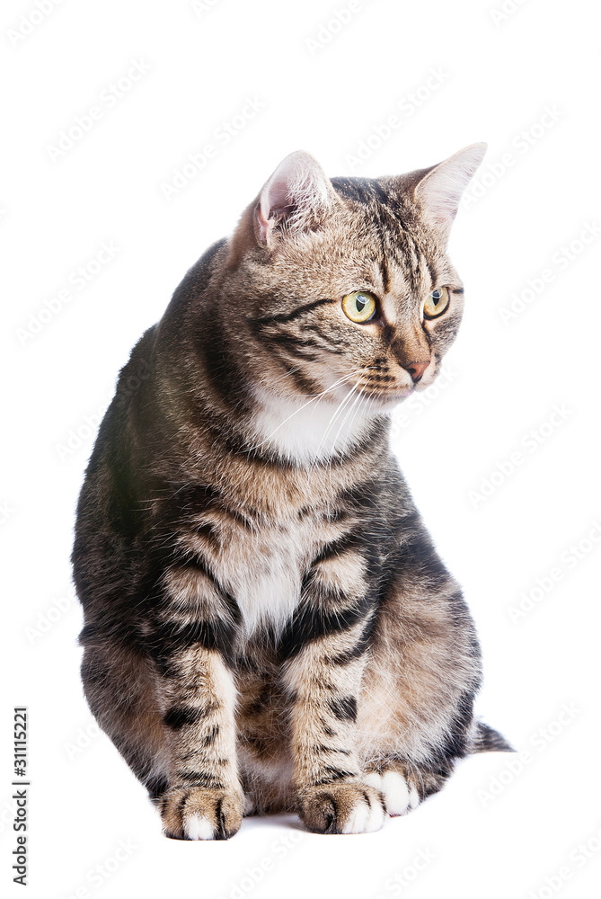European cat in front on a white background with tongue out