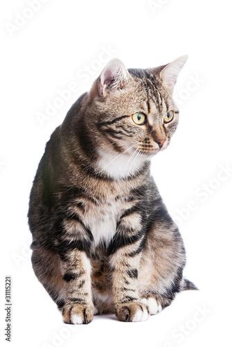 European cat in front on a white background with tongue out
